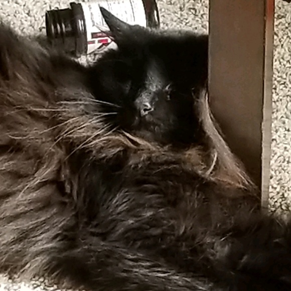 Meet your Posher, Tony - Picture 1 of 1